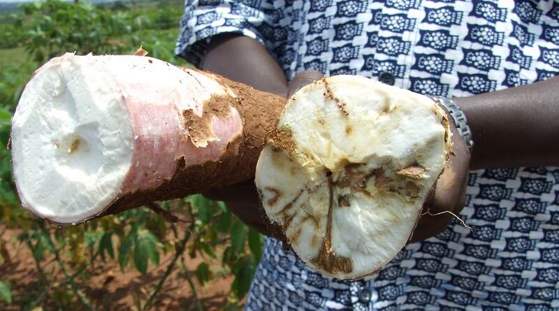 CABI-led study ranks potentially harmful invasive alien plant species in Ghana
