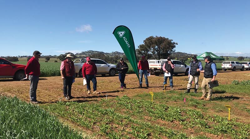 Australia: New pulse herbicide in field of its own
