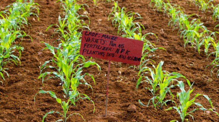 A Critical Assessment of the 2006 Abuja Declaration for Nitrogen Use in Sub-Saharan Africa