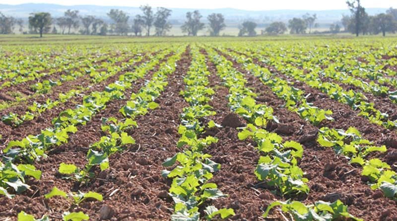 Office of the Gene Technology Regulator’s public consultation to assess GT-73 for inclusion on the GMO Register