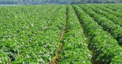 That Farmers Who Are Unable To Sow Crops Due To Water Logging  In Their Fields Caused Due To Rainfall This Season