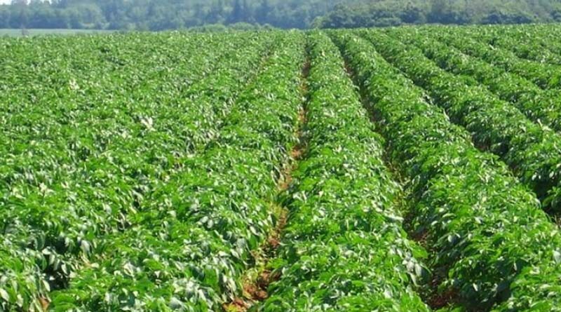 That Farmers Who Are Unable To Sow Crops Due To Water Logging  In Their Fields Caused Due To Rainfall This Season