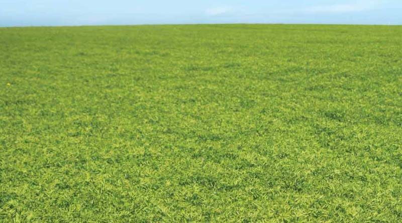 Second Advance Estimates of Production of Major Crops for 2021-22 Released