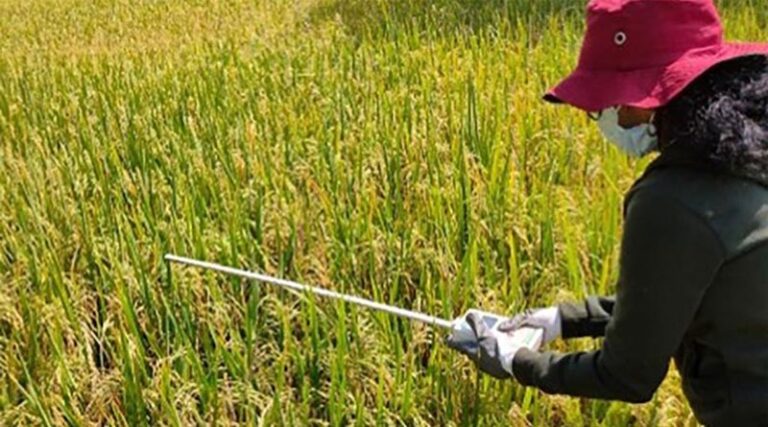 Icrisat uses satellite data to assess crop cutting experiments for crop yield estimations