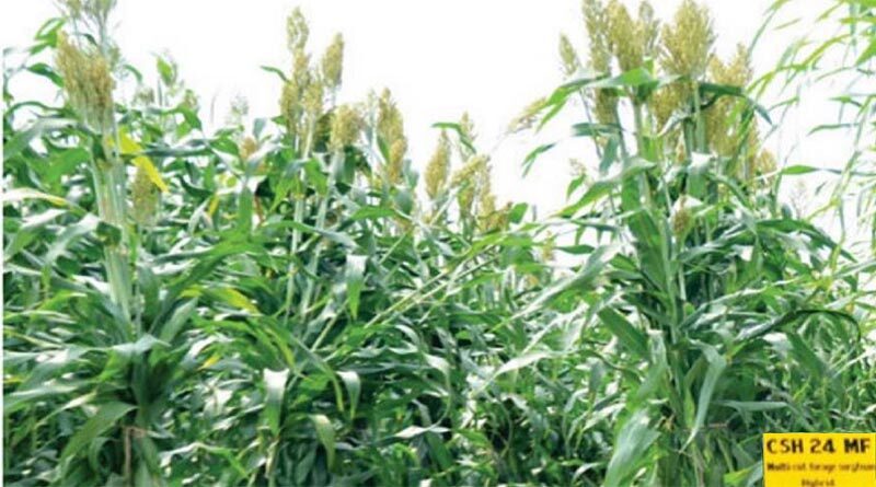 Innovative licensing mechanism paying dividends to farmers and researchers