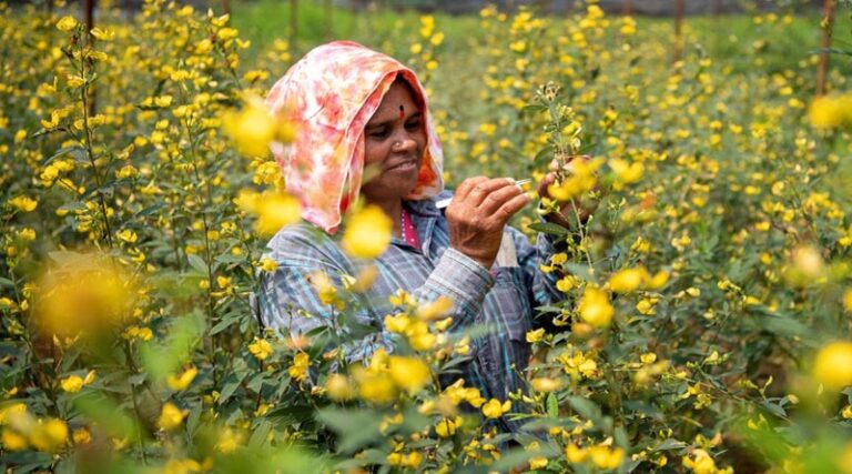 Climate-smart pigeonpea hybrids can future-proof India’s pulse farming sector