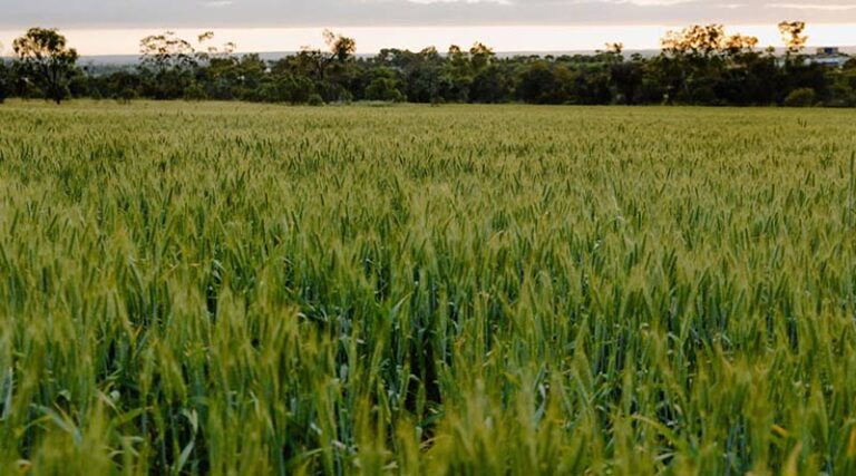 Australian grain growers have had many reasons to smile