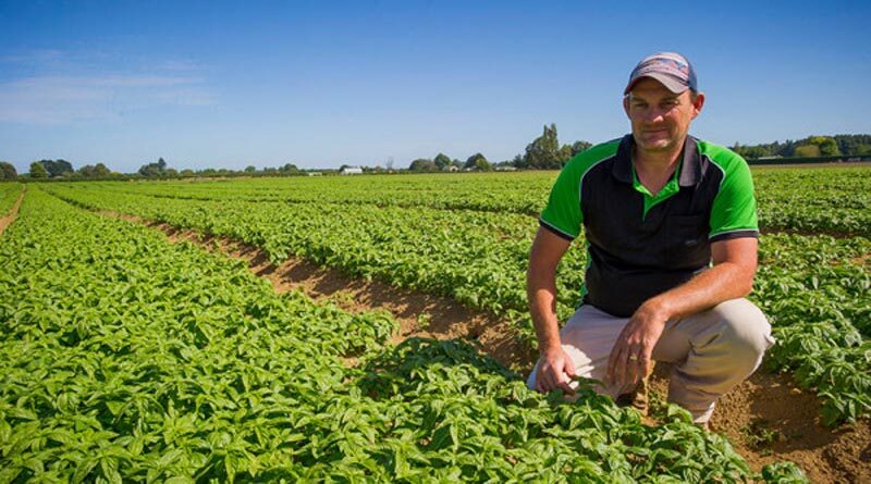 Southern Fresh hydroponics puts Waikato on the map