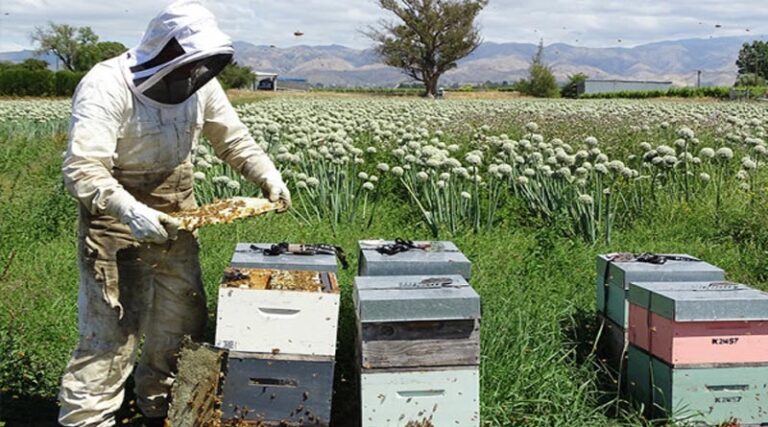 Pandemic boosts garlic sales