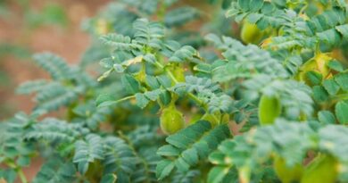 The world has got a taste for chickpeas, which is no surprise as almost every culture has a dish that features them