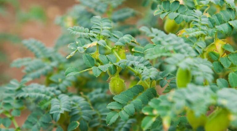The world has got a taste for chickpeas, which is no surprise as almost every culture has a dish that features them