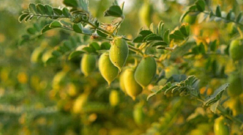 The targets for SDG 2 are directly relevant to all stakeholders in the field of agriculture