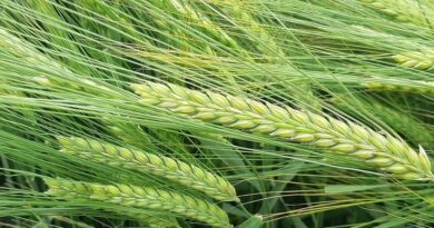 Understanding how agronomic features and end markets will influence variety choice in Scotland