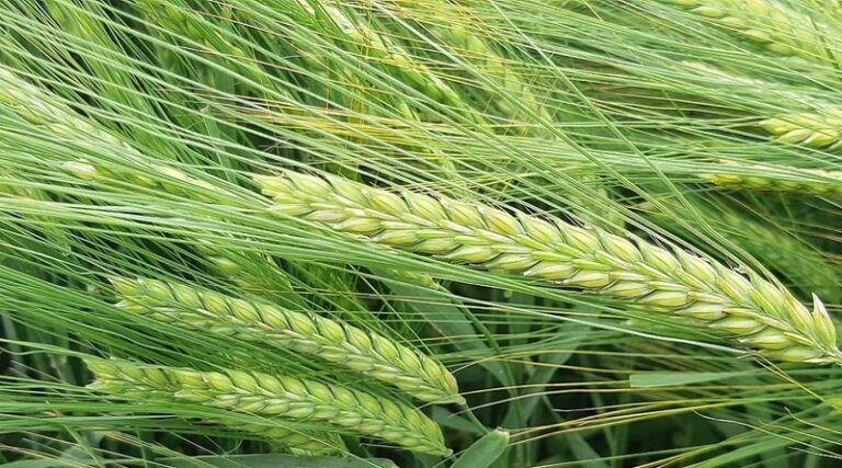 Understanding how agronomic features and end markets will influence variety choice in Scotland