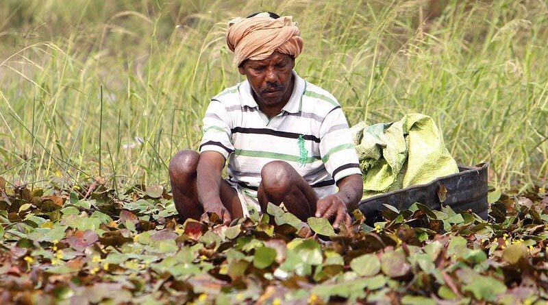 Everything you need to know about Zero-Budget Natural Farming