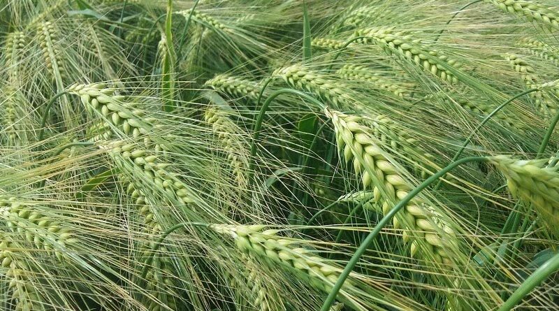 Prioritise early nitrogen on hybrid barley