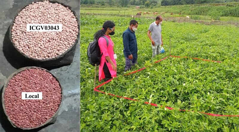 Improved seeds and better agronomic practices increased groundnut pod yield by 40% in Koraput, Odisha