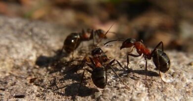 Study of ants suggests a need for better biodiversity conservation across agricultural land in the tropics