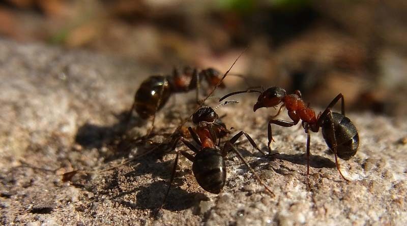 Study of ants suggests a need for better biodiversity conservation across agricultural land in the tropics