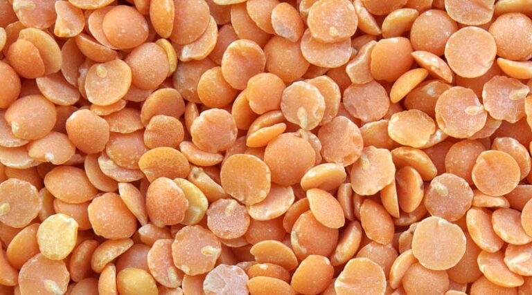 Lentil production expected to increase by 15 to 25 percent in Madhya Pradesh
