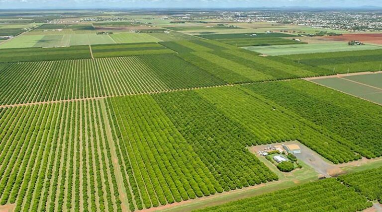 Premium nut, premium orchard, net negative carbon emissions