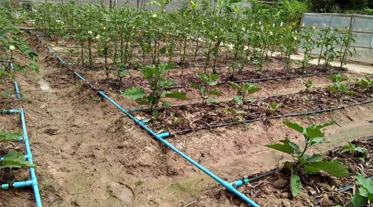 138 lakh ha covered under Micro Irrigation in India