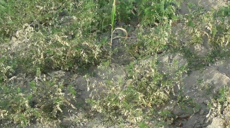 Australia: Chickpea breeding focused on WA growers