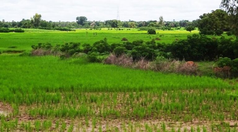A 20-year time series data on rice fallows presents an opportunity to increase legume production in India