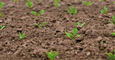 Seed of light illuminates highly respected grower network coordinator