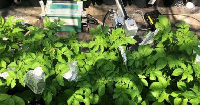 Potato response to heat stress revealed in University research