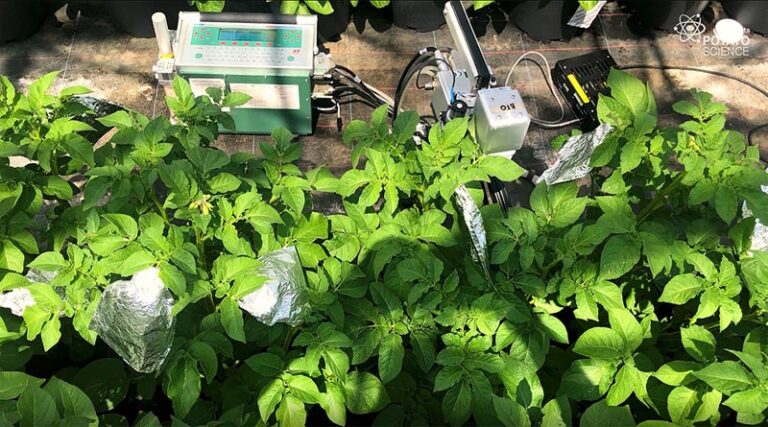 Potato response to heat stress revealed in University research