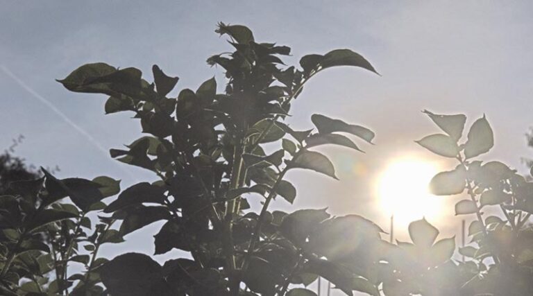 Met Office predicts heatwave could occur every other year