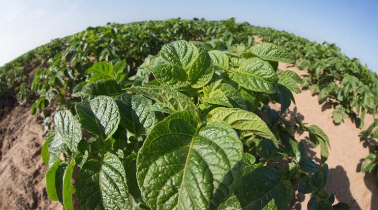 Heat stress proves major pain point for potato growers