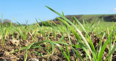 Haryana Government Has Decided To Purchase Wheat In 410 Mandis This Time Keeping In Mind The Interests Of The Farmers