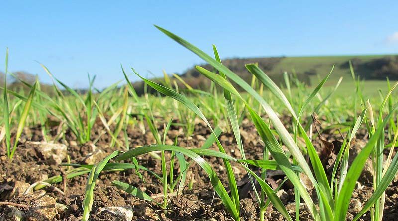 Paddock practices: Inoculating legumes in sandy soils