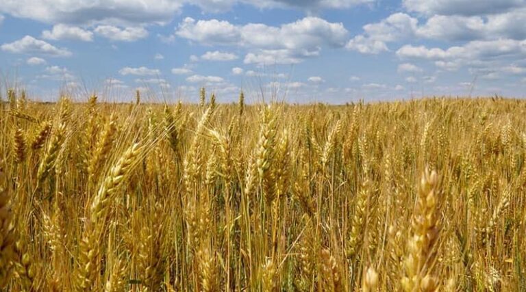 Crisis in Ukraine underscores the need for long-term solutions for global food security