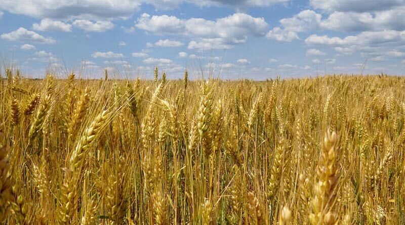 Crisis in Ukraine underscores the need for long-term solutions for global food security