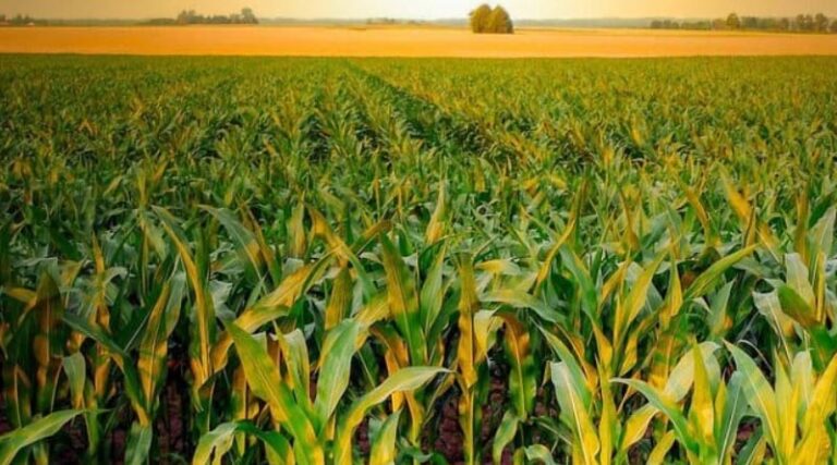 Australia: How can we achieve grain maize yields of 18+ t/ha?