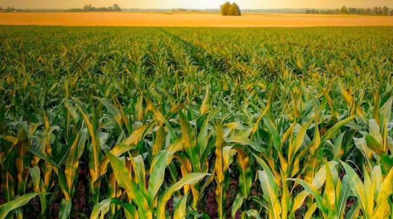 India now has 731 Krishi Vigyan Kendras (KVKs)