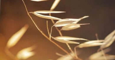 AXIAL Pro is a key tool for wild oat control in spring barley