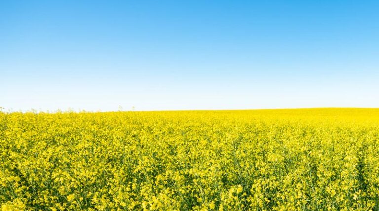Launch of new climate-smart desert farming in the CWANA region
