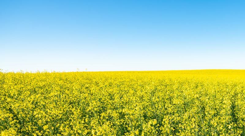 Launch of new climate-smart desert farming in the CWANA region