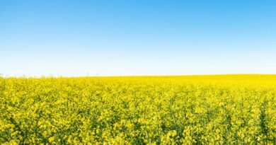 BOB Financial and CreditAI launch Co-Branded Credit Card exclusively for Indian Farmers