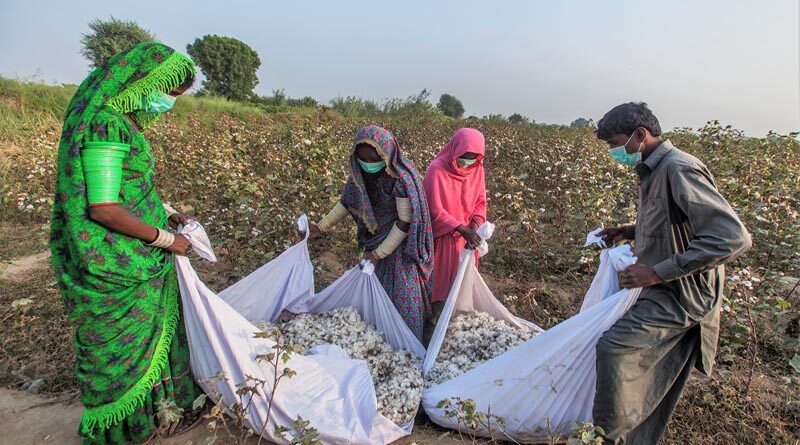 CABI’s work to help Pakistan produce better cotton extended for another three years