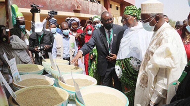 Millet, a Food of the Future for the Sahel Region
