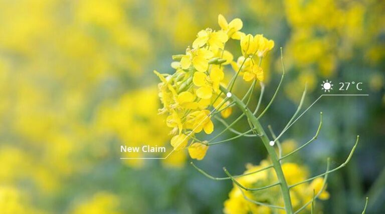 Case Study: Protecting canola farmers from heat blast
