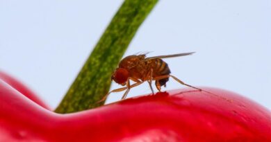Field cage study highlights safety of classic biological control agent against devastating invasive fruit fly