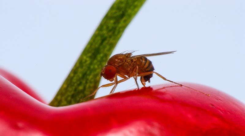 Field cage study highlights safety of classic biological control agent against devastating invasive fruit fly
