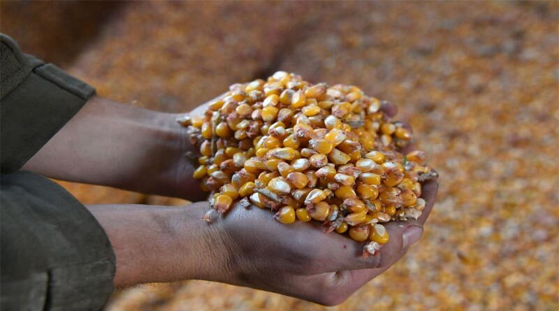 Ukraine: FAO scales up to support rural families, safeguard food security