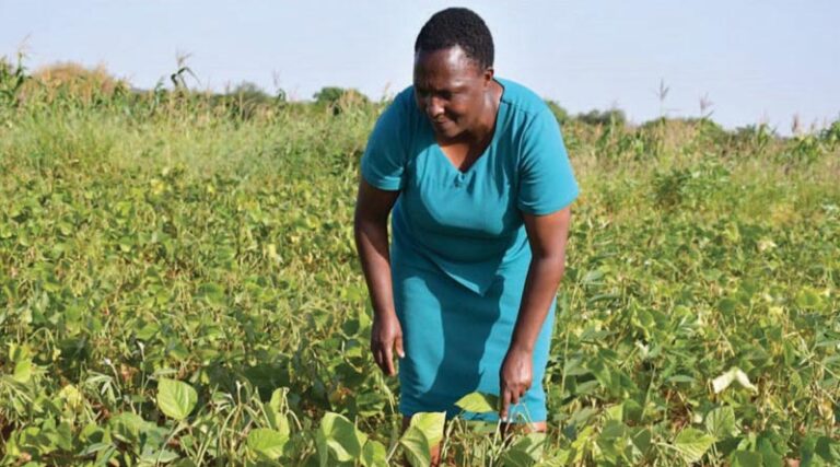 Climate smart crops improve livelihood of farmers in south eastern kenya
